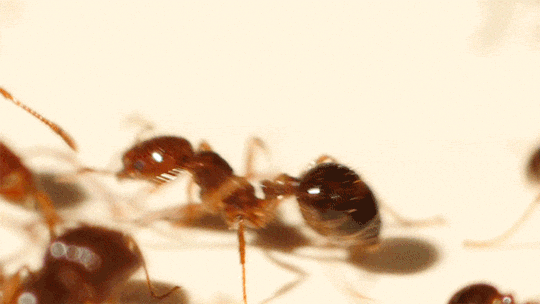 Talking to cats, responses to unicycling, and loads of ants