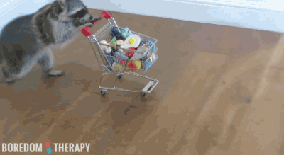 The drunk raccoon did it