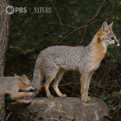 Pbs Nature Baby GIF by Nature on PBS