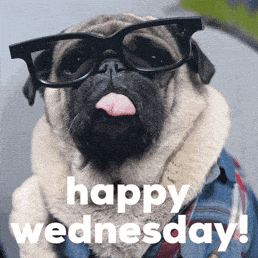 Wednesday Morning Dog GIF by Sealed With A GIF