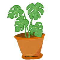 Grow Monstera Deliciosa GIF
