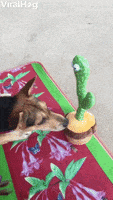 Dog Is Unsure About Mimicking Toy GIF by ViralHog