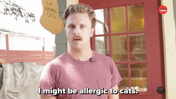 International Cat Day Kittens GIF by BuzzFeed