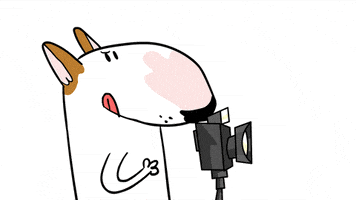 Bull Terrier Dog GIF by Jimmy the Bull