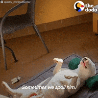 Bull Terrier Dogs GIF by The Dodo