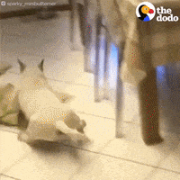 Bull Terrier Dogs GIF by The Dodo