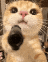 Cat Gun GIF