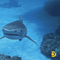 Tiffany Haddish GIF by Shark Week