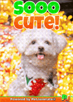 Fire Wow GIF by PetJuvenate - PJ