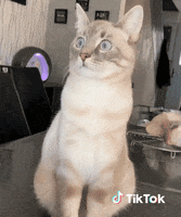 🎁 Bonus Fofocoins : La réponse surprise