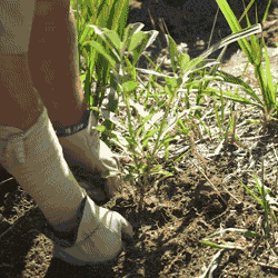 Hands planting a plant in the earth.