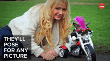 Best Friends Funny Animals GIF by BuzzFeed