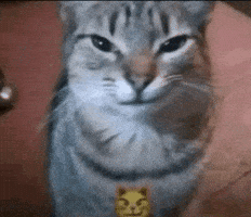Hell Yeah Cat GIF