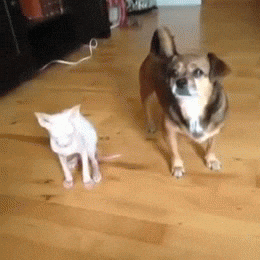 Random cat gif