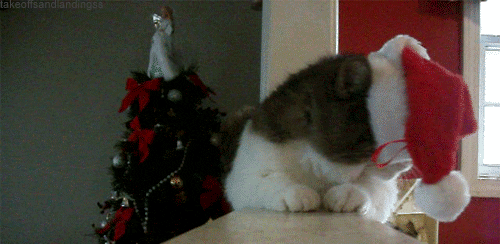 Random cat gif