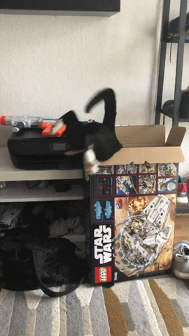 Random cat gif