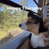 Dog Thursday GIF Dog Thursday GIF