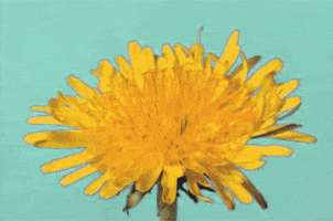 time lapse death GIF