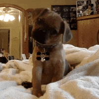 face puppy GIF by America's Funniest Home Videos face puppy GIF by America's Funniest Home Videos