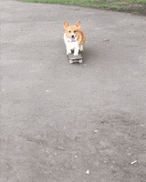 dog skating GIF dog skating GIF