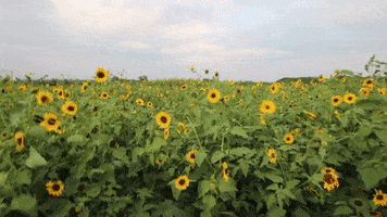 flowers wind GIF by Jean Scuderi