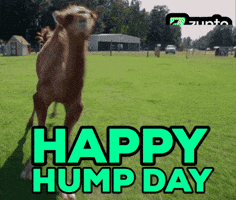 Wednesday Gm GIF by Zypto Wednesday Gm GIF by Zypto