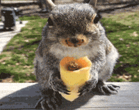 gifs