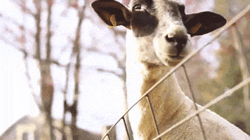 Bleat Bleating GIF by Random Goat Bleat Bleating GIF by Random Goat