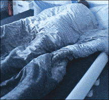 Dog GIF Dog GIF