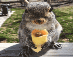 Hungry Lunch GIF by America's Funniest Home Videos