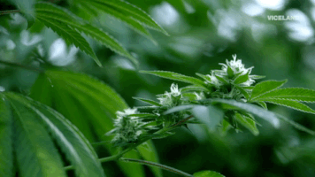 viceland GIF by WEEDIQUETTE