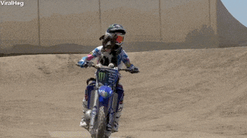 Dog Motorcycle GIF by ViralHog