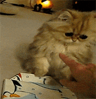 cat gifs GIF