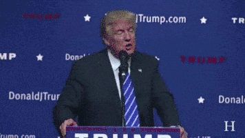 Steve Bannon Trump GIF