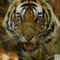 back off dynasties GIF by BBC America