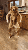 Dance Dog GIF