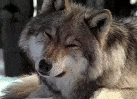 Confused Wolf GIF Confused Wolf GIF