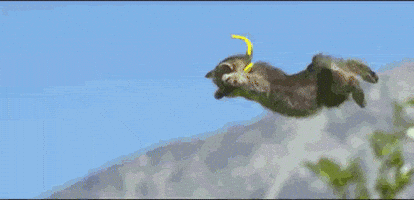 cat flying GIF cat flying GIF