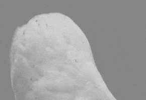 Surprised Owl GIF Surprised Owl GIF