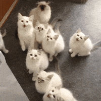 International Cat Day Cats GIF by MOODMAN International Cat Day Cats GIF by MOODMAN