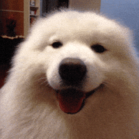 cute dog roll over GIF cute dog roll over GIF