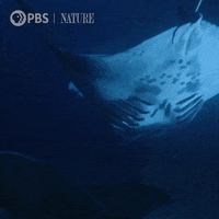 Pbs Nature Ocean GIF by Nature on PBS Pbs Nature Ocean GIF by Nature on PBS