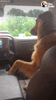 Dog GIF by The Dodo