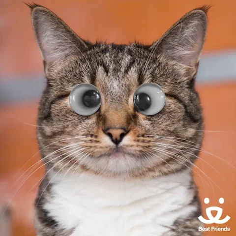 Confused Joke GIF