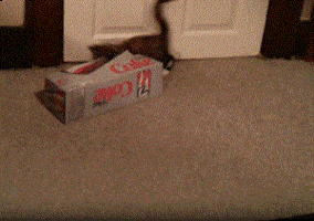 Cat Chasing GIF