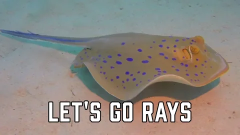 Tampa Bay Rays Sport GIF