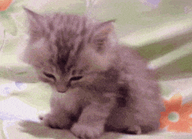 cat GIF