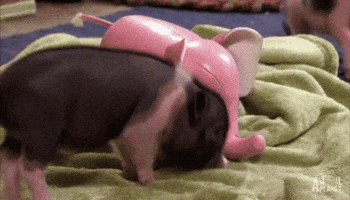 pig GIF