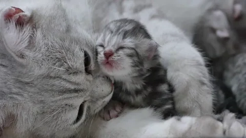 Love You Cat GIF