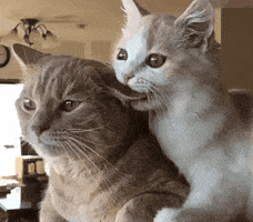 Cat Love GIF by Yêu Lu